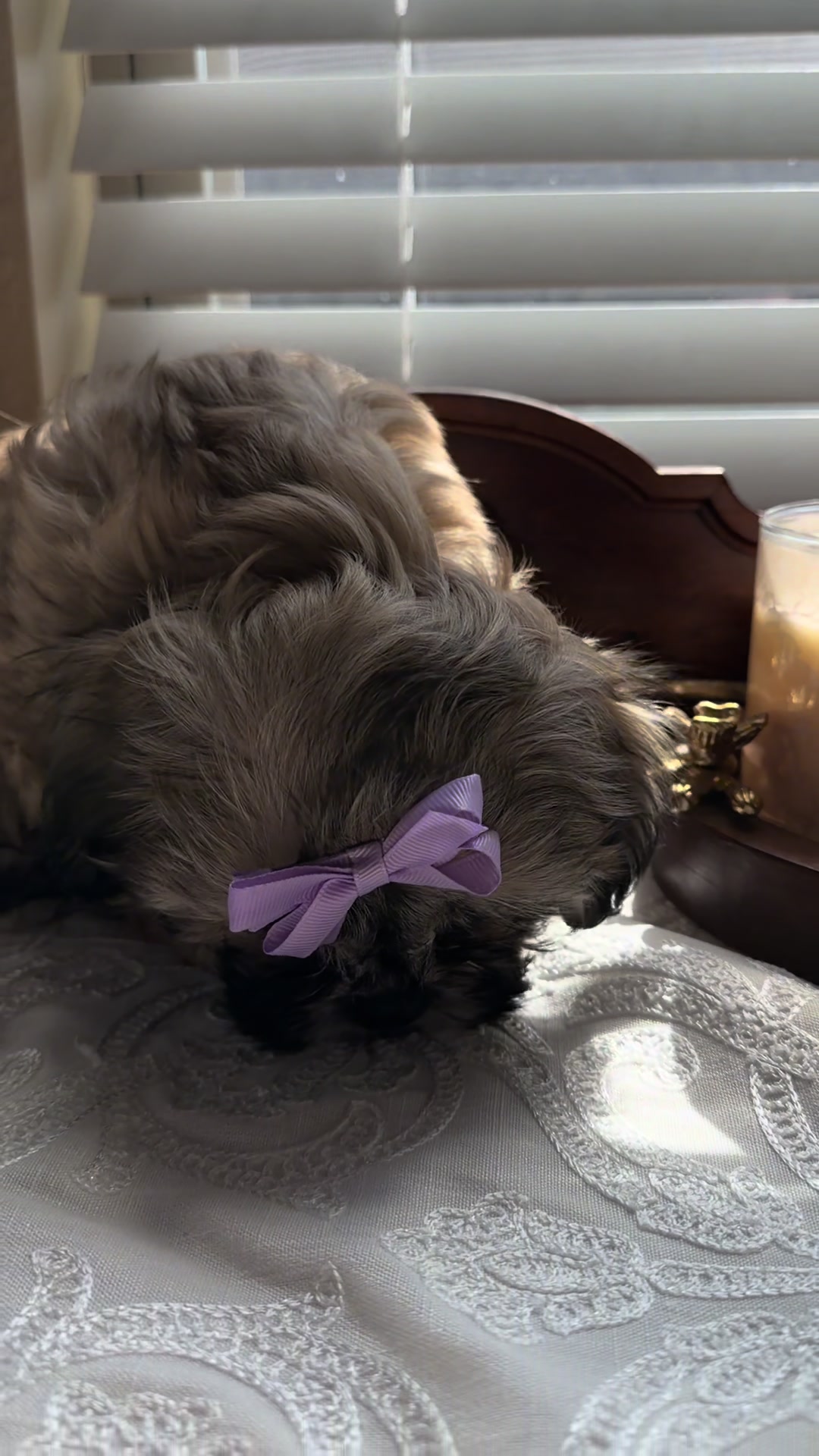 @Twilight Shih Tzu