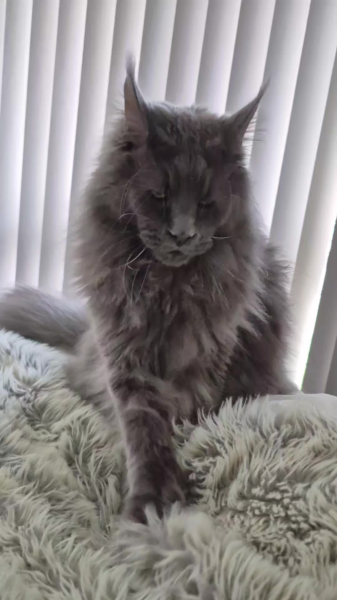 @Ragnar the Maine Coon 🐈