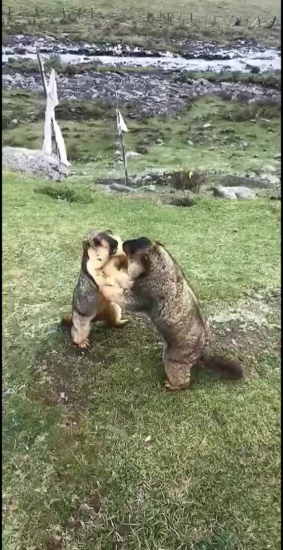 @Kömür Gözlüm