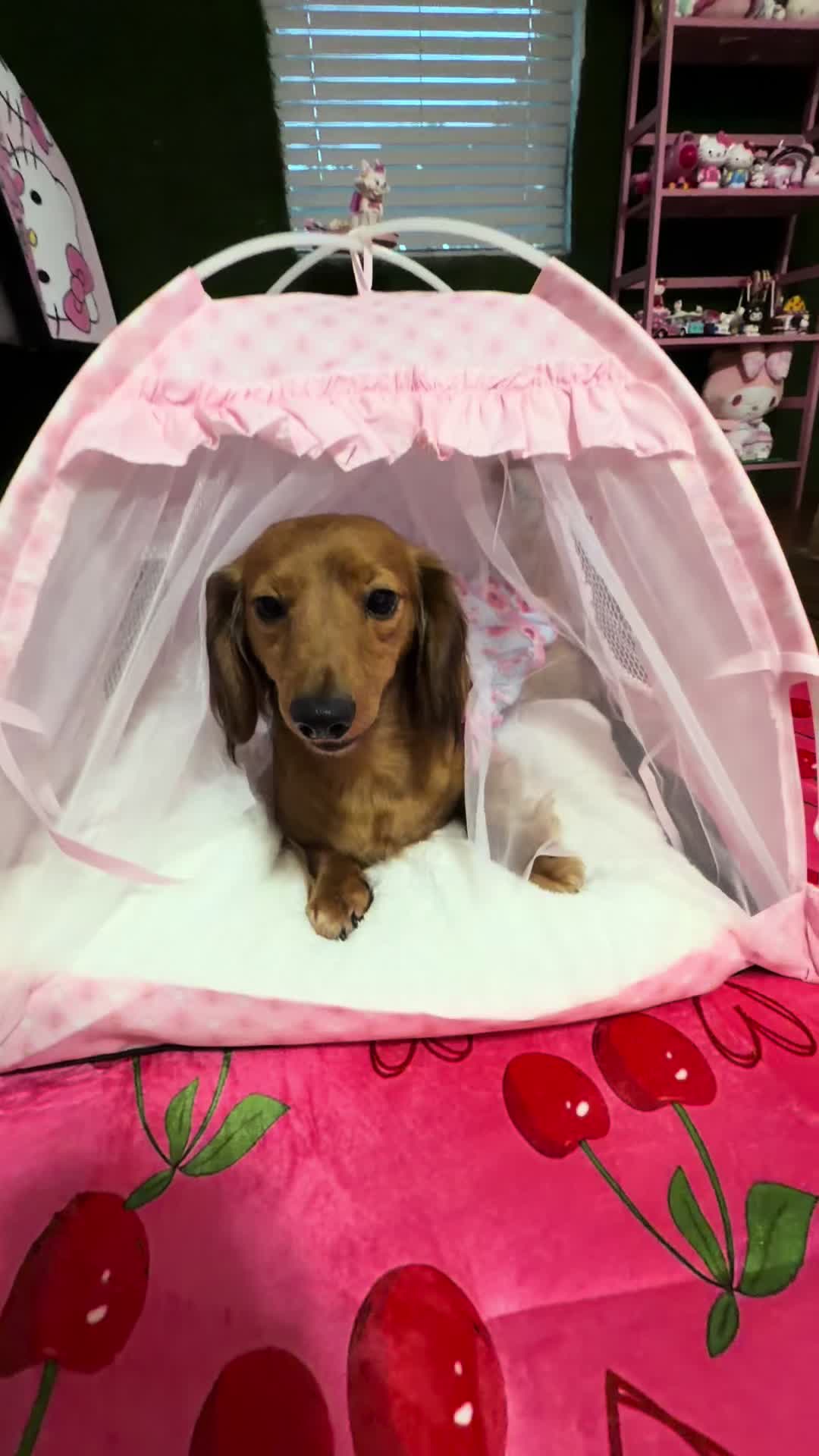 @MyDitzyDoxiesOfFlorida