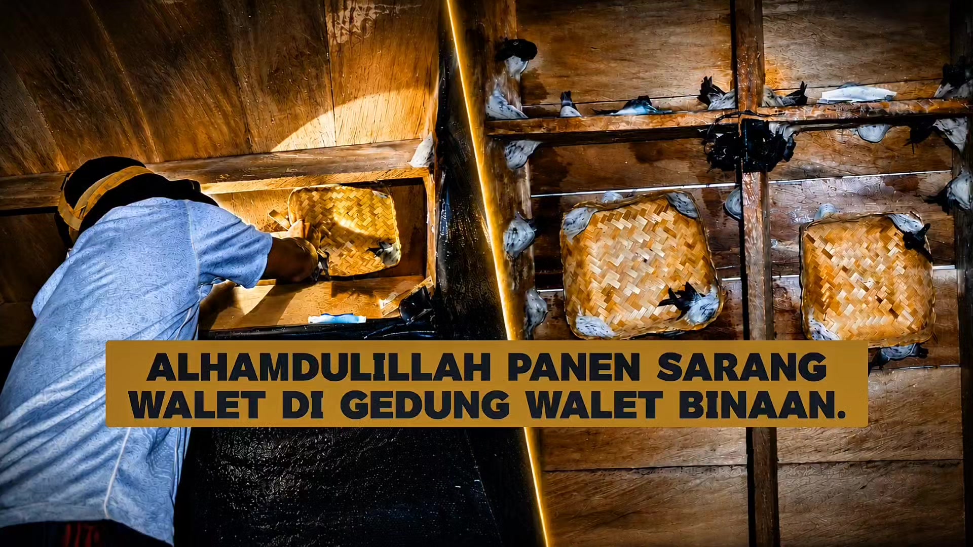 @Walet Rimba Kalimantan