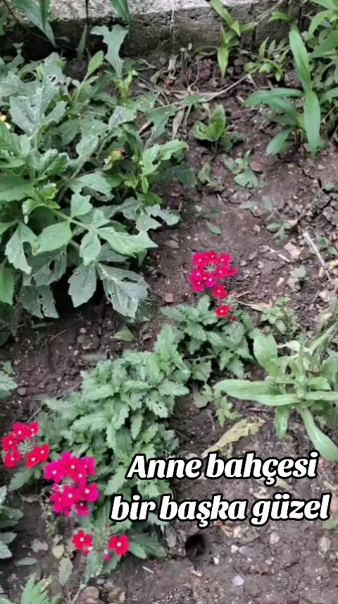 @☘️KARADENİZ KIZI ☘️