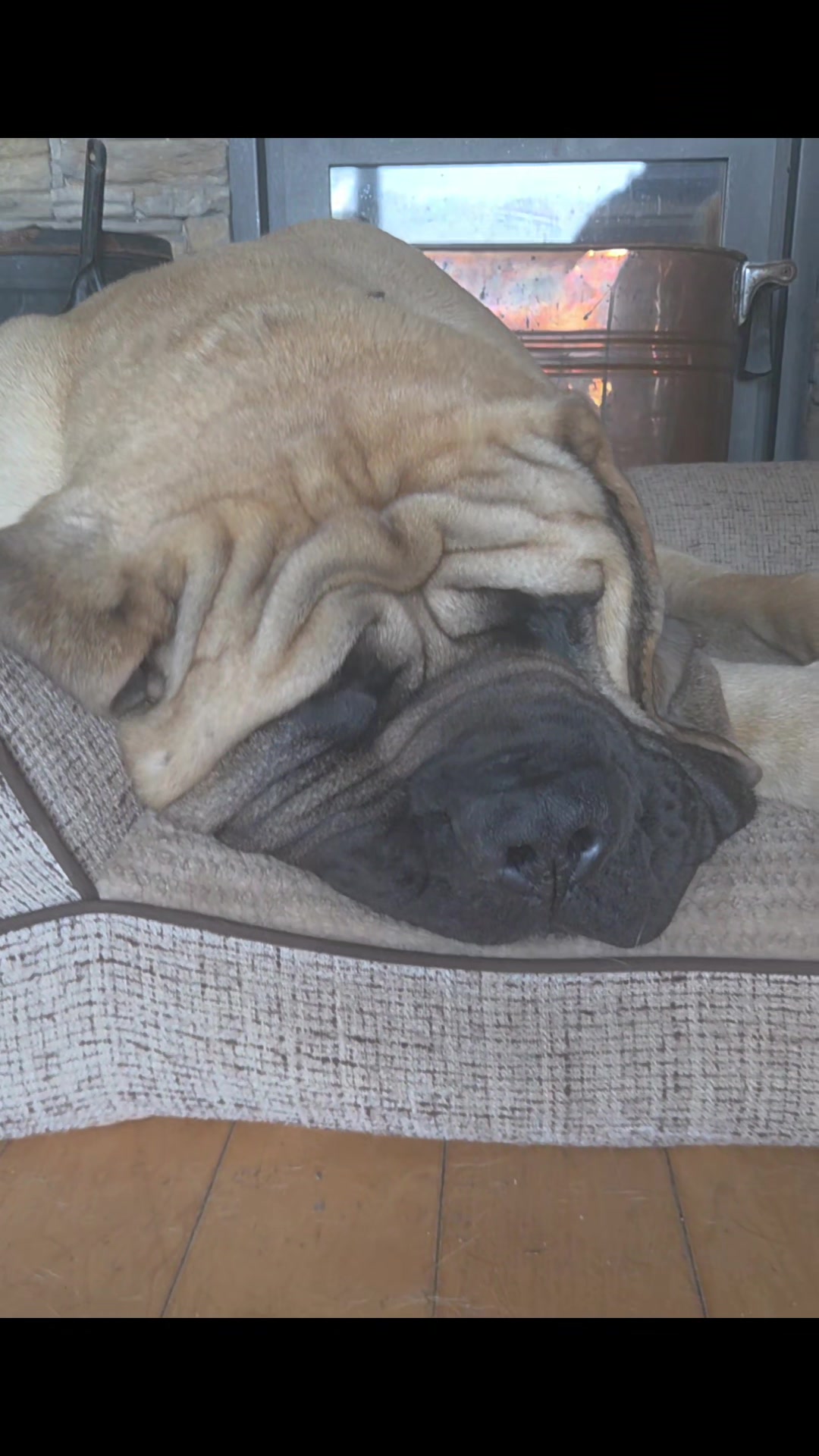 @Maple Mastiffs