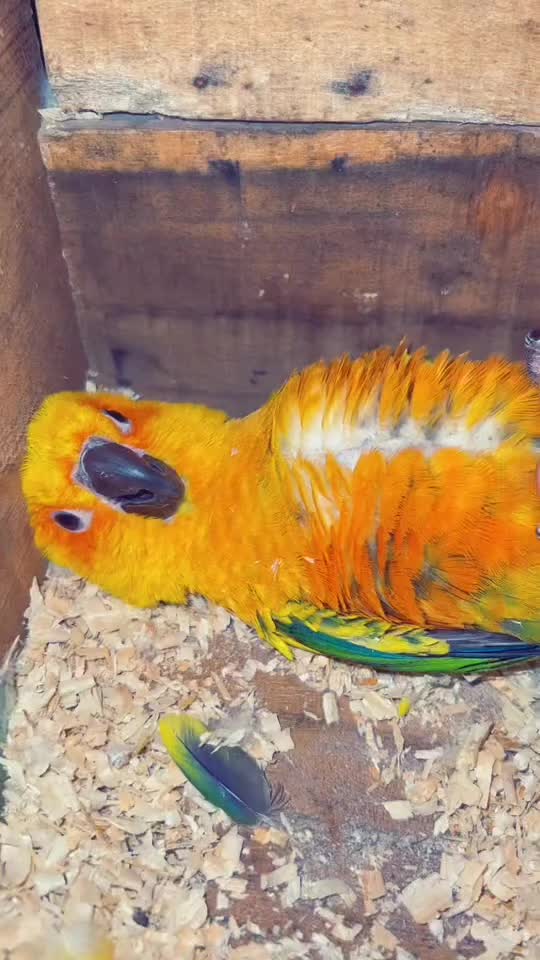 @Mehar Hanan Aviary 🔥