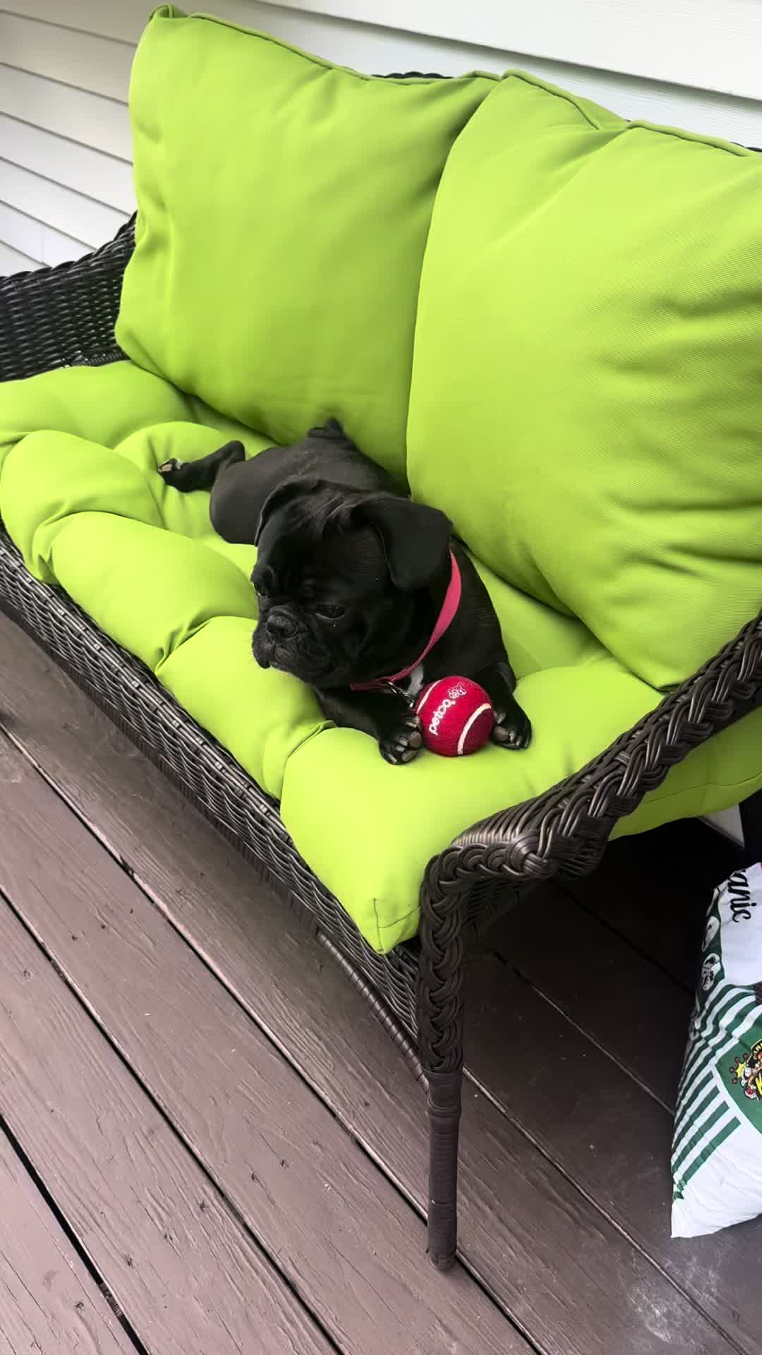 @Hound House Treats