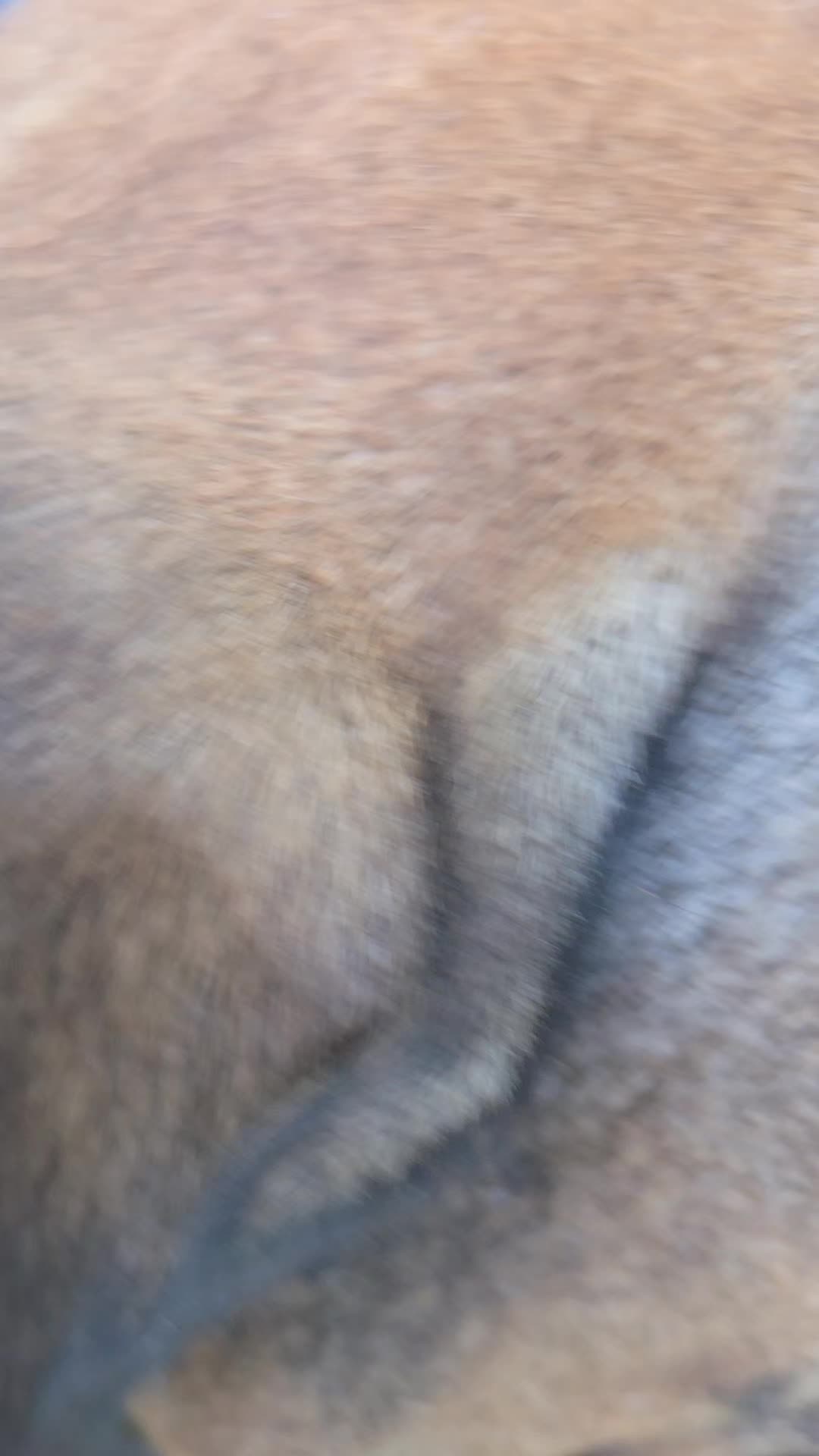 @HerculesThePresa