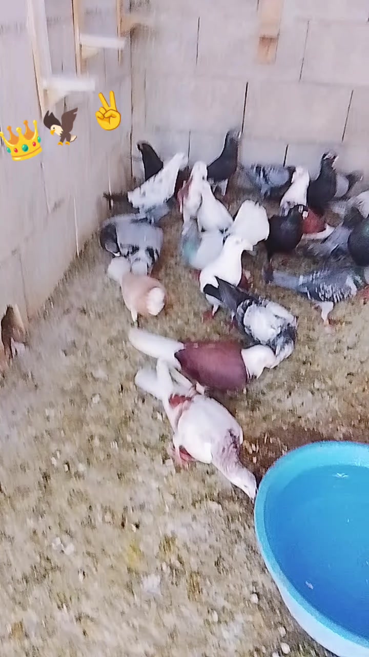 @Hakan Çavuş