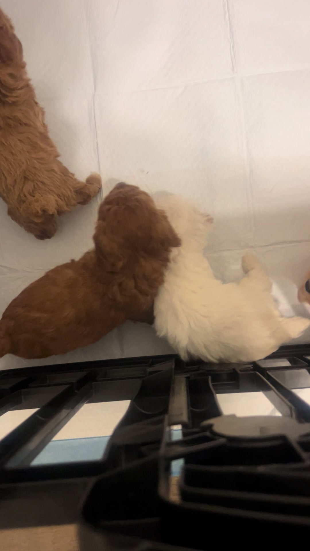 @Shortcake_kennel_2