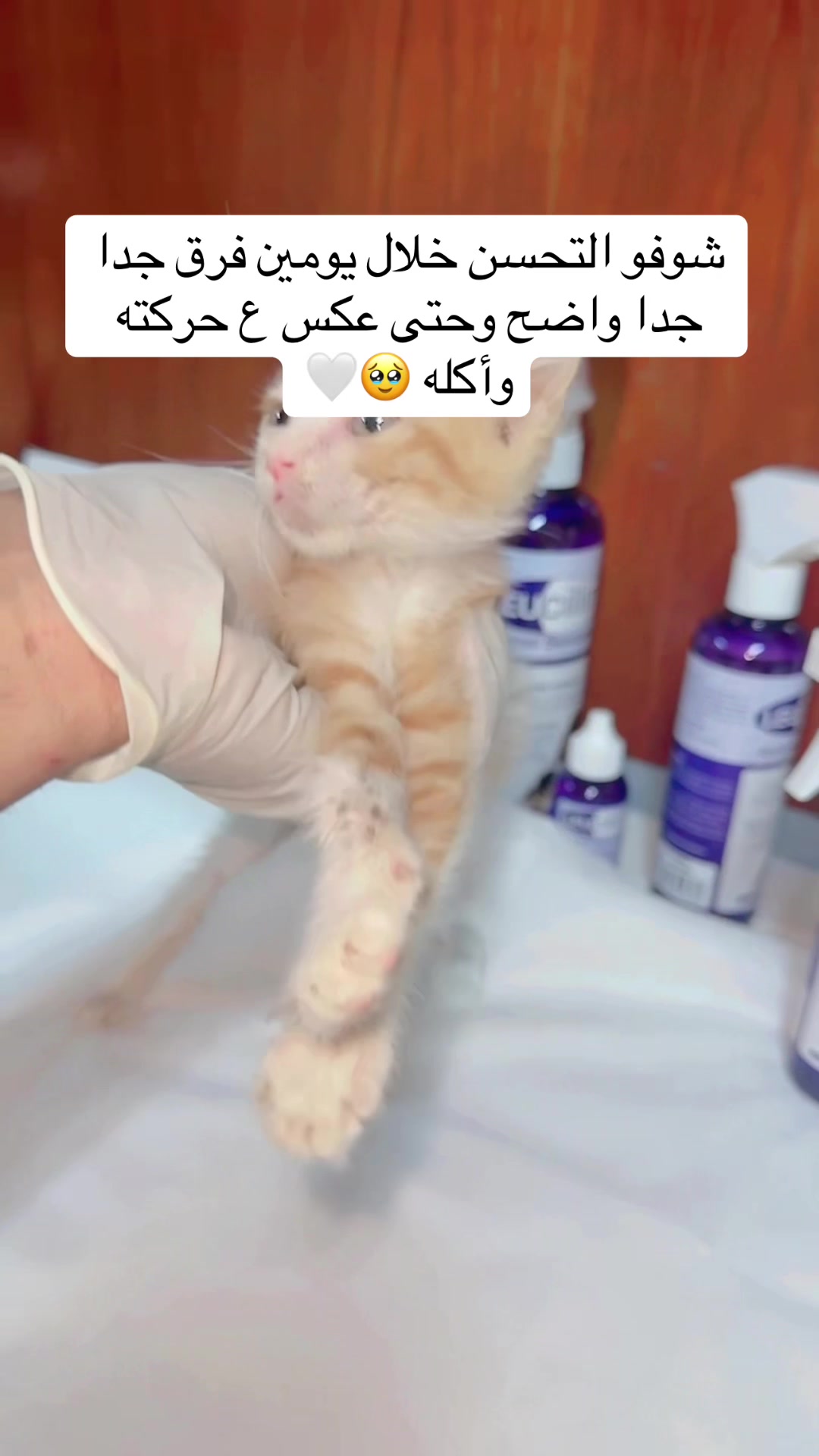 @مـاجـد✨