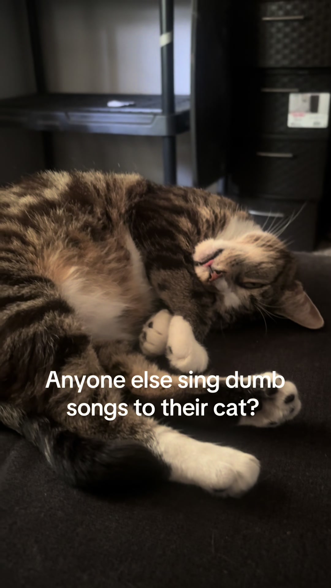 @4pawzzz