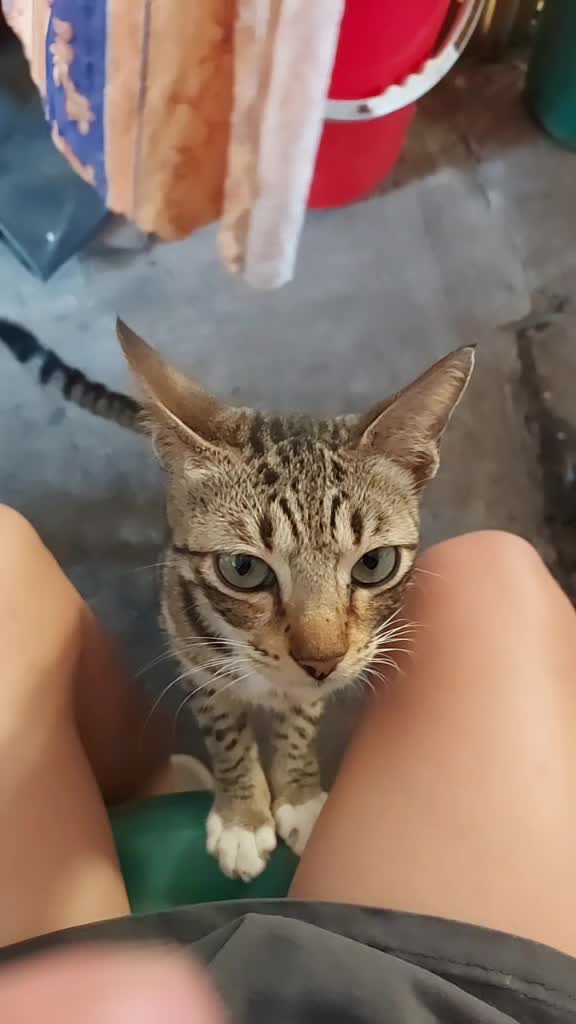 @Pitokfernandez