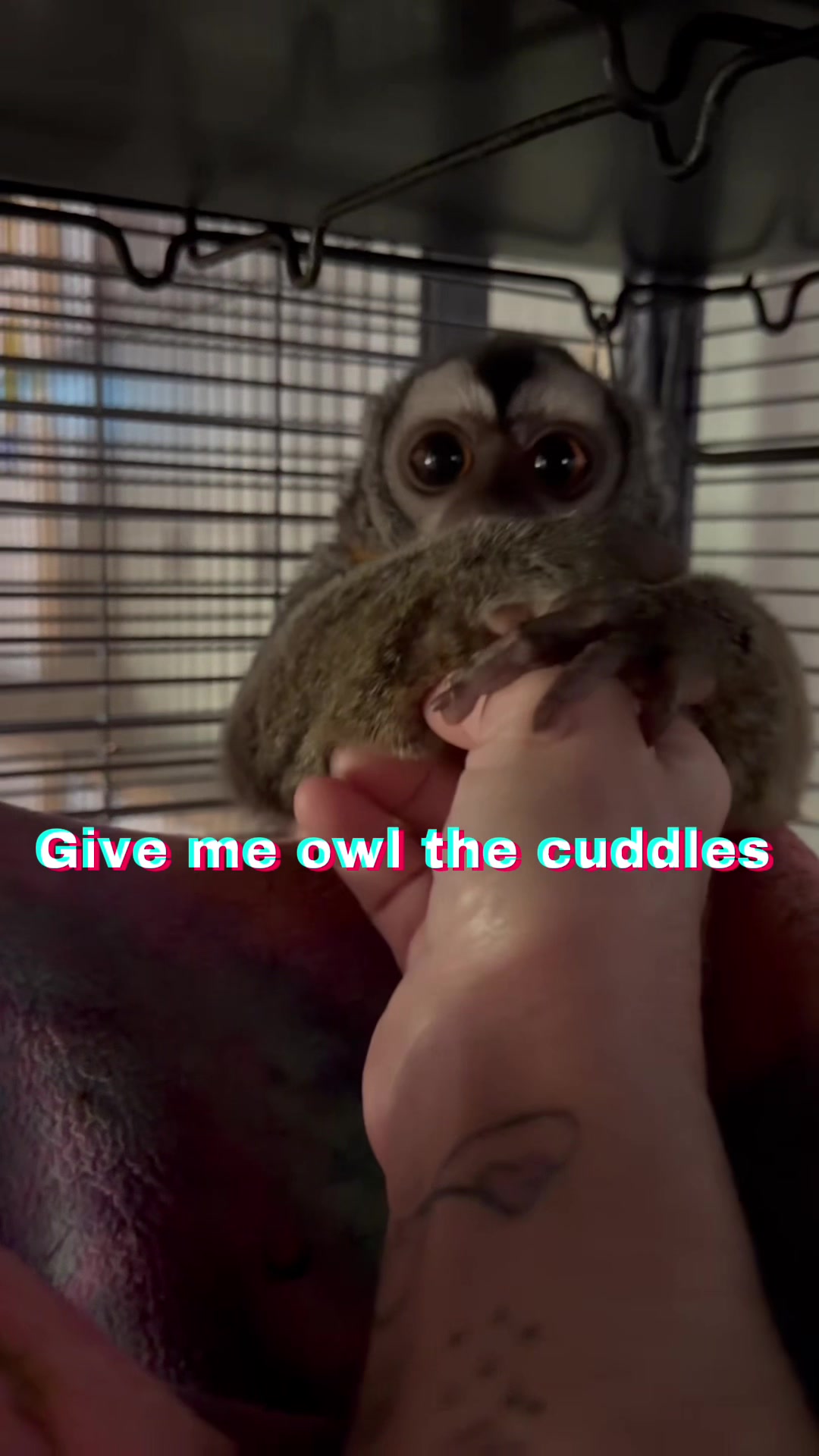 @Full House Exotics