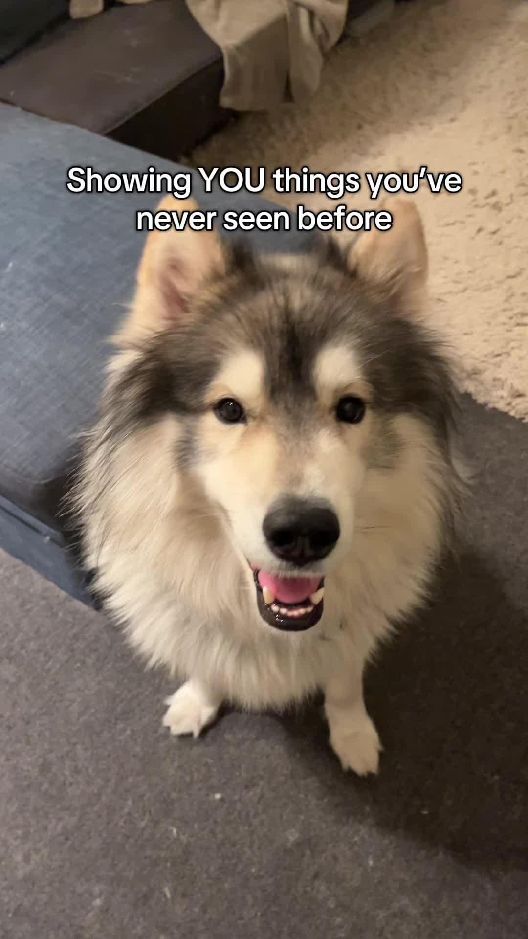 @Echo The Husky