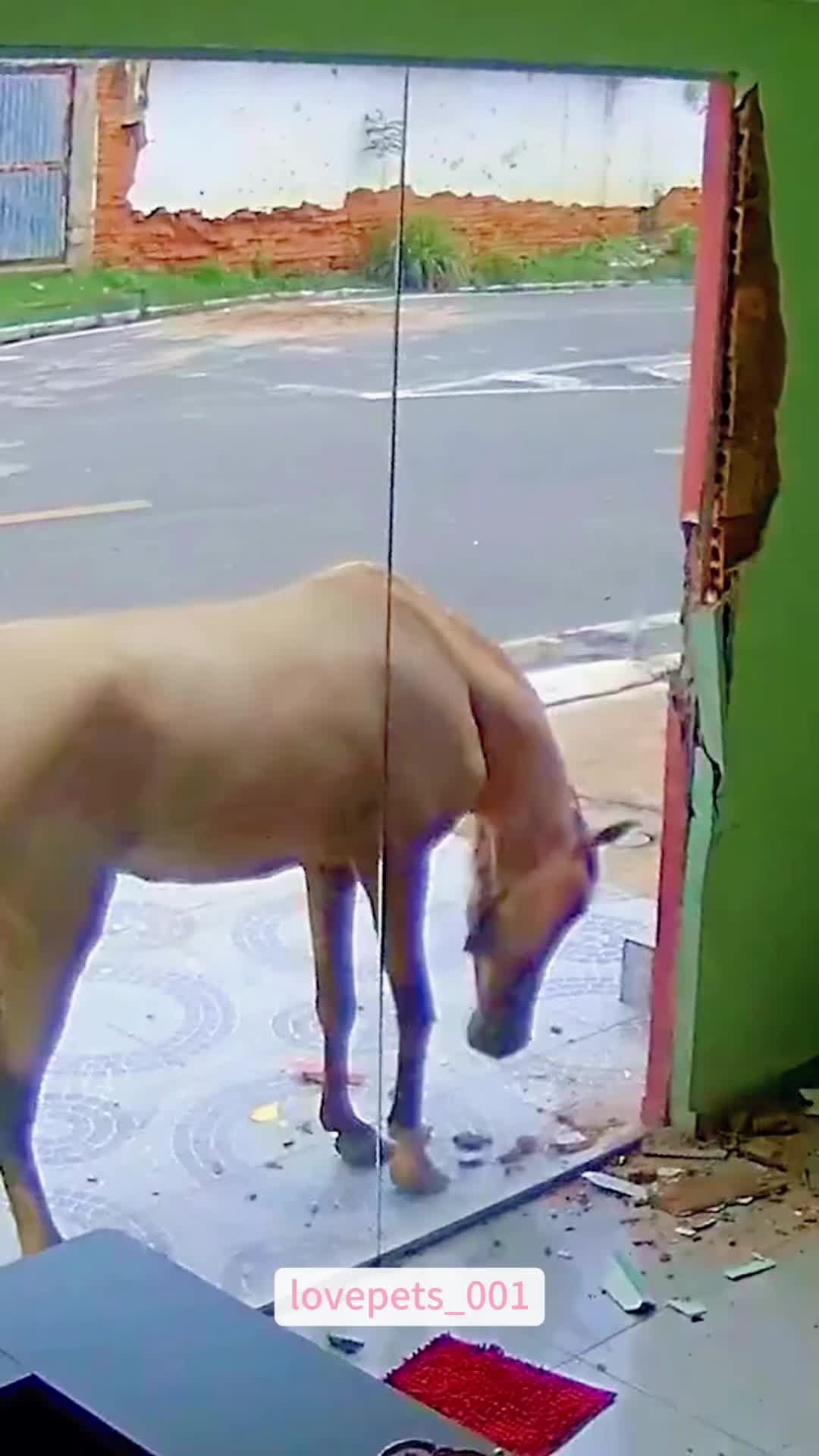 @lovepets_001