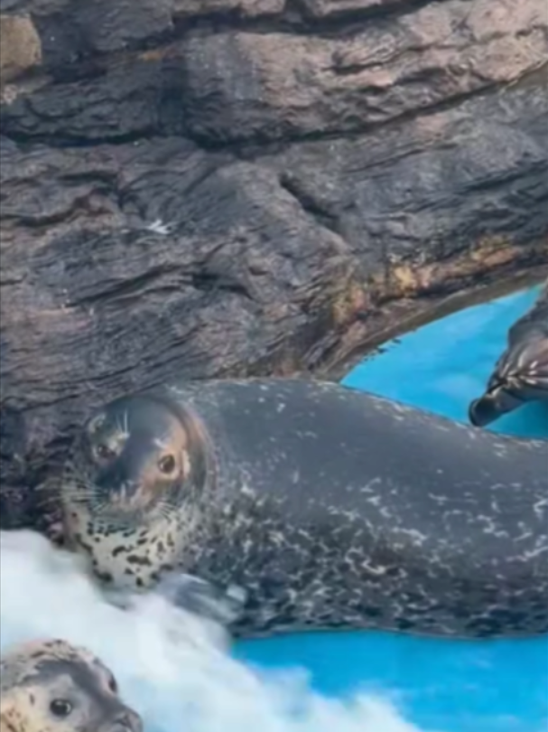 @Mundo dos Animais