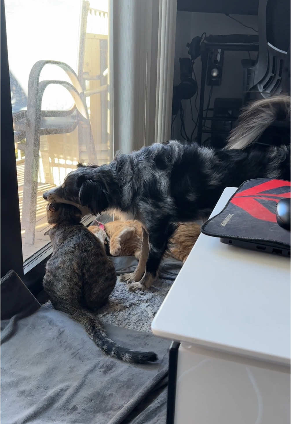 @OBtoebeans&Luna