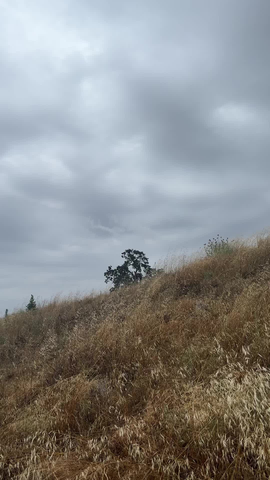 @caponethepitty