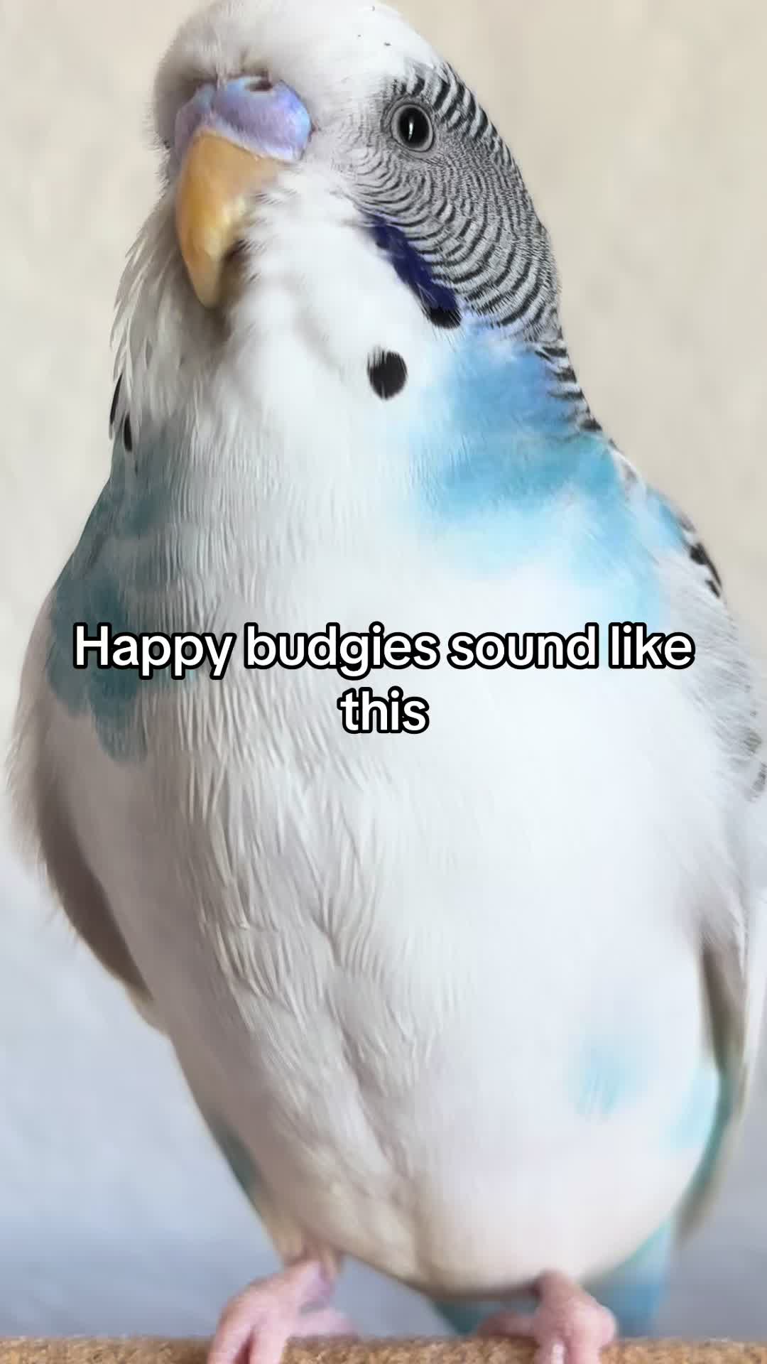 @Tiny Tweets