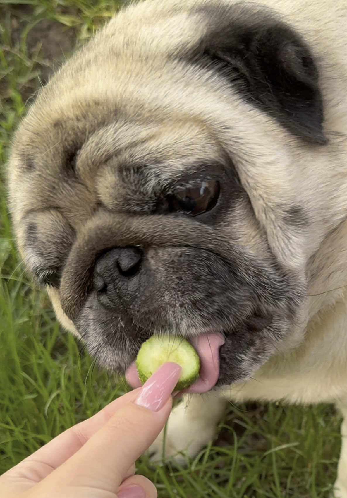 @Pug_bulka