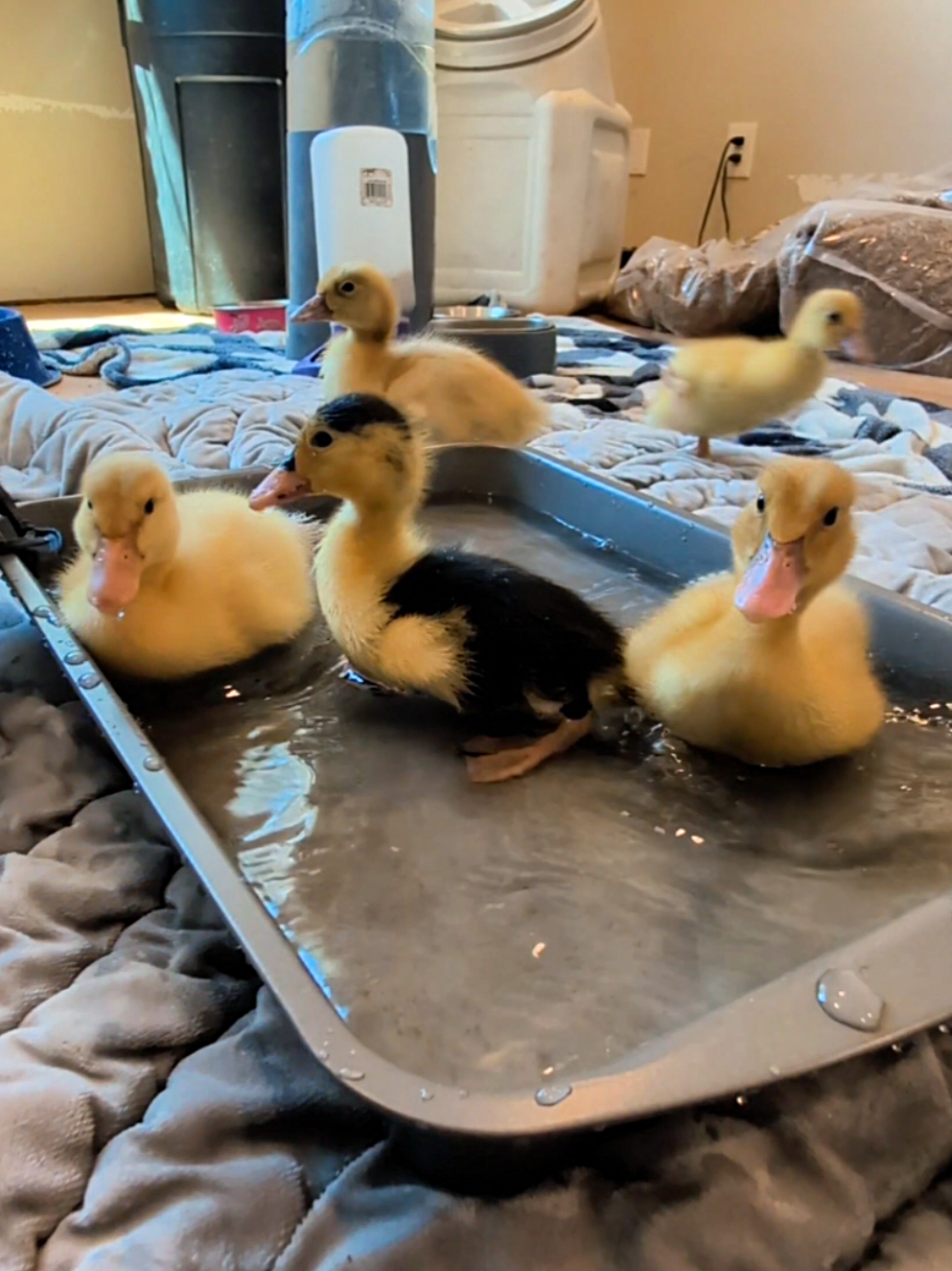 @Mother Duckers Homestead