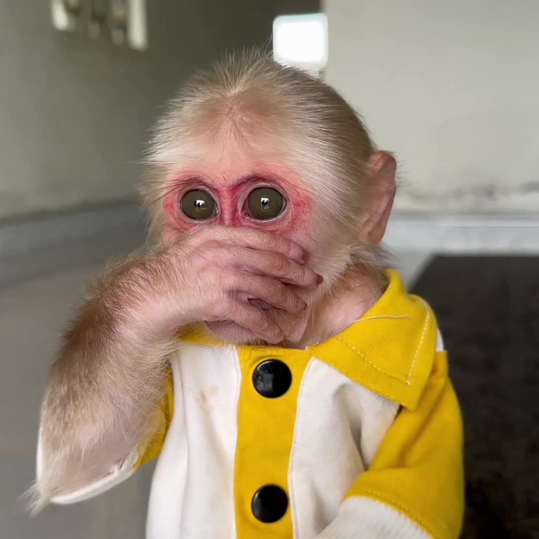 @Monkey TP