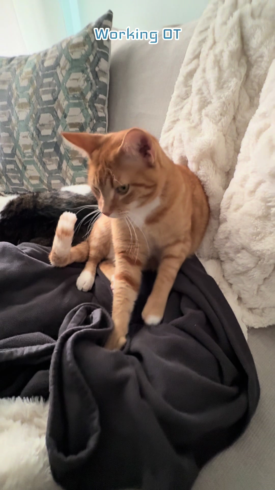 @Stef 🧡 cats! 🐈 🐈&zwj;⬛🐈🐈&zwj;⬛