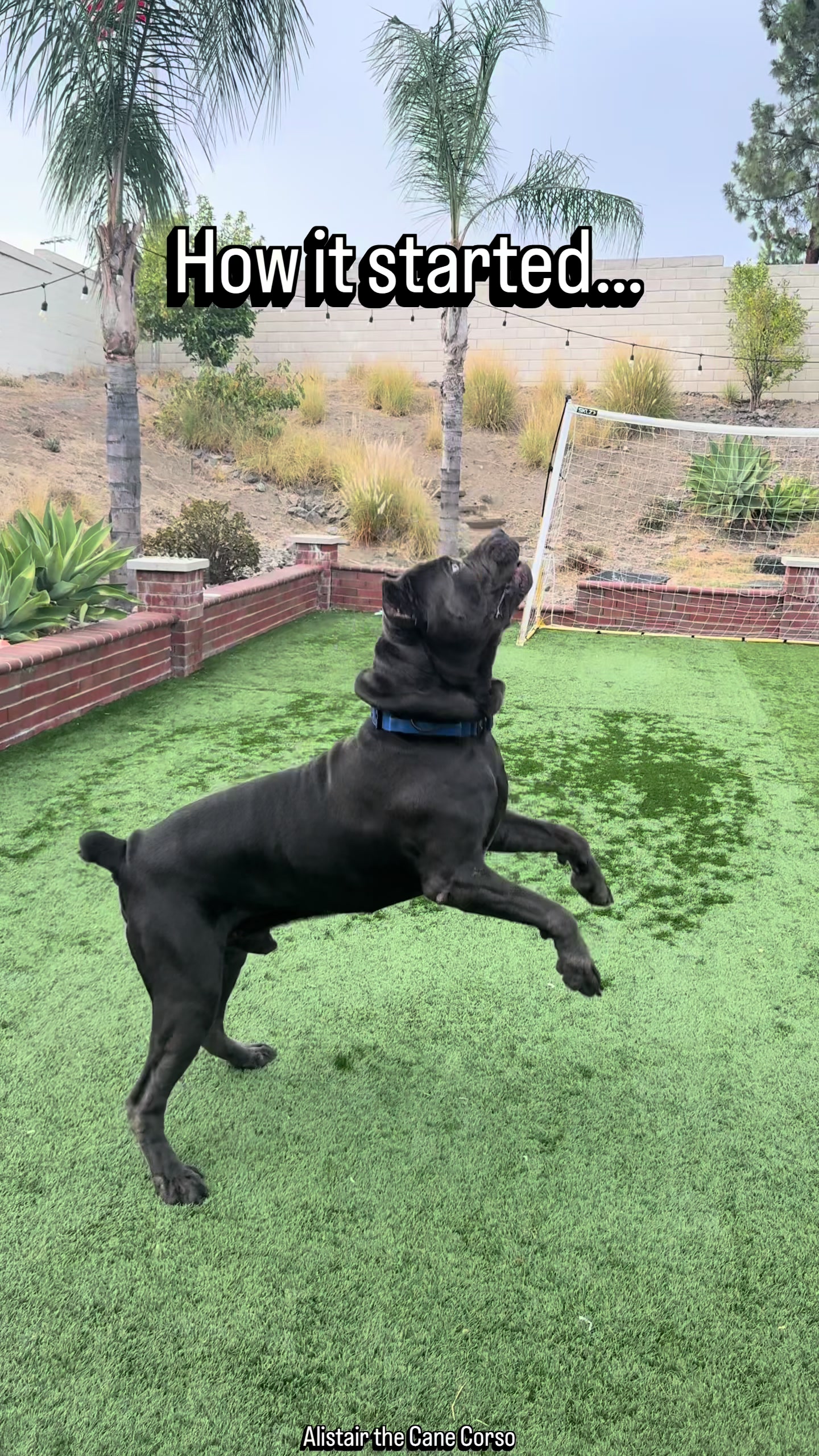 @Alistair the Cane Corso