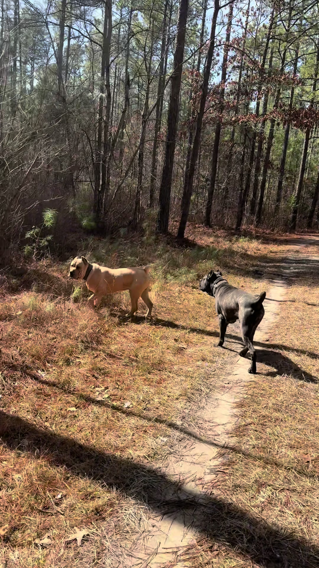 @Irongates Canecorso