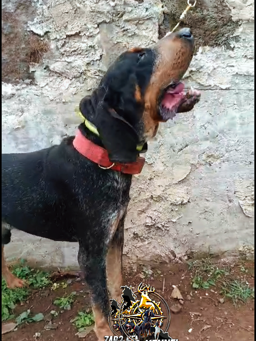 @zardos kennel veracruz