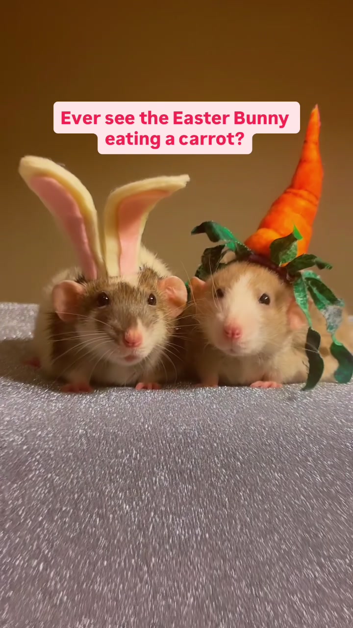 @RatsHaveFeelingsToo