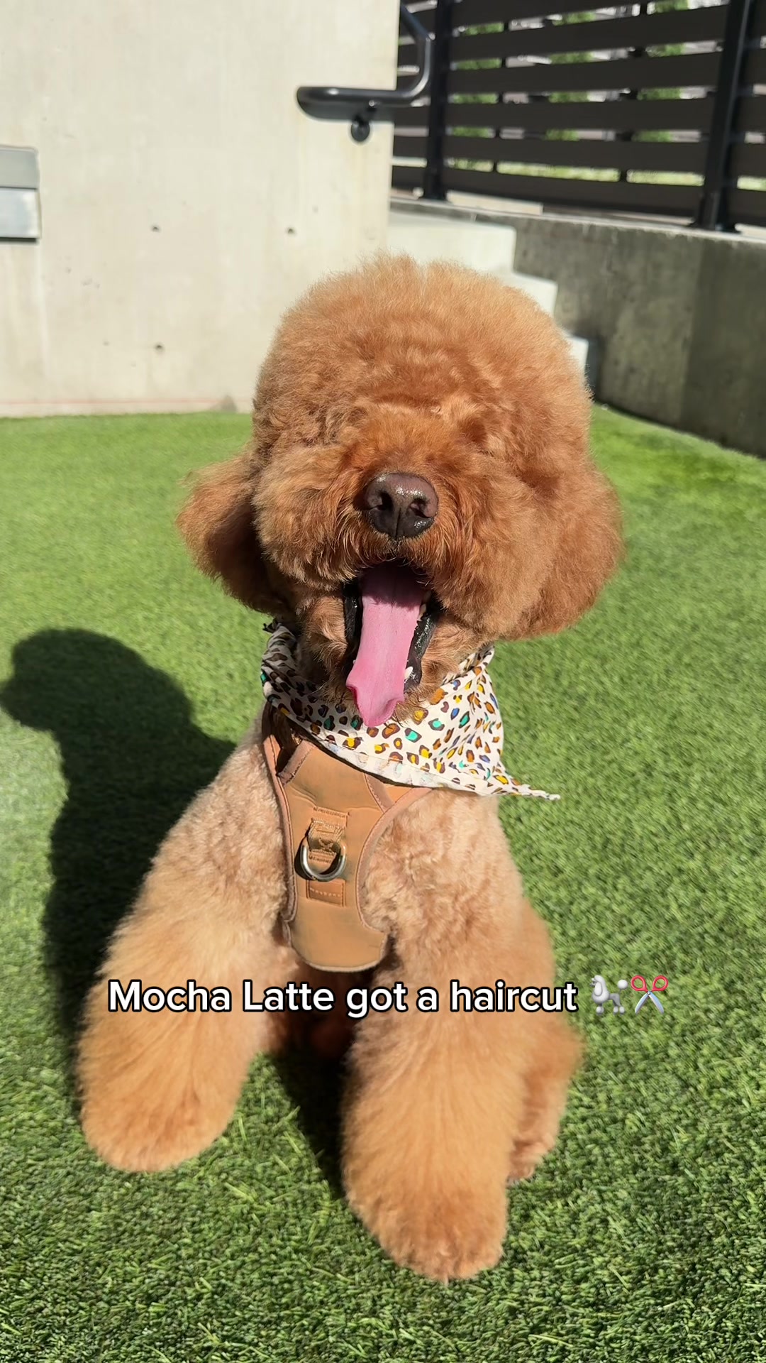 @LA Shay & Mocha Latte ๐ค๐พ