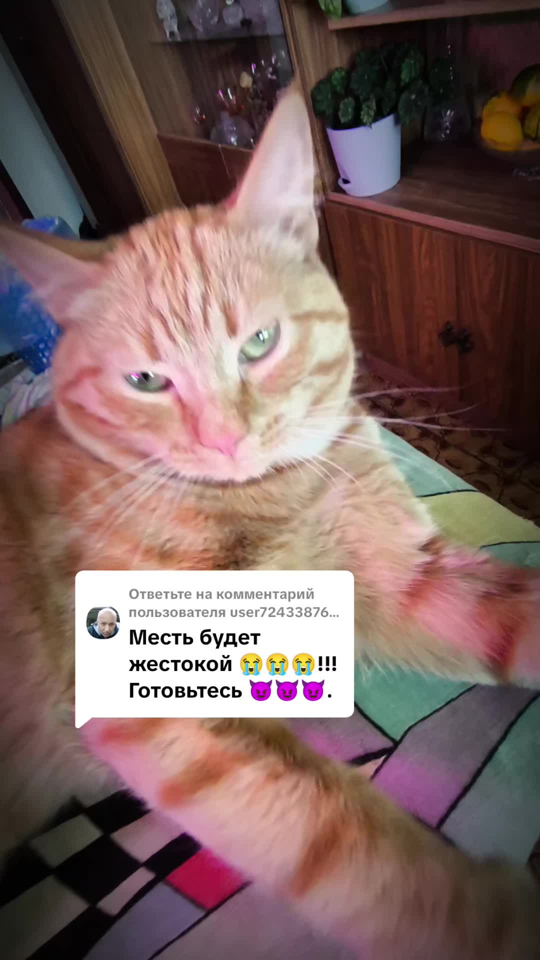 @Кот Кореш и его Птица