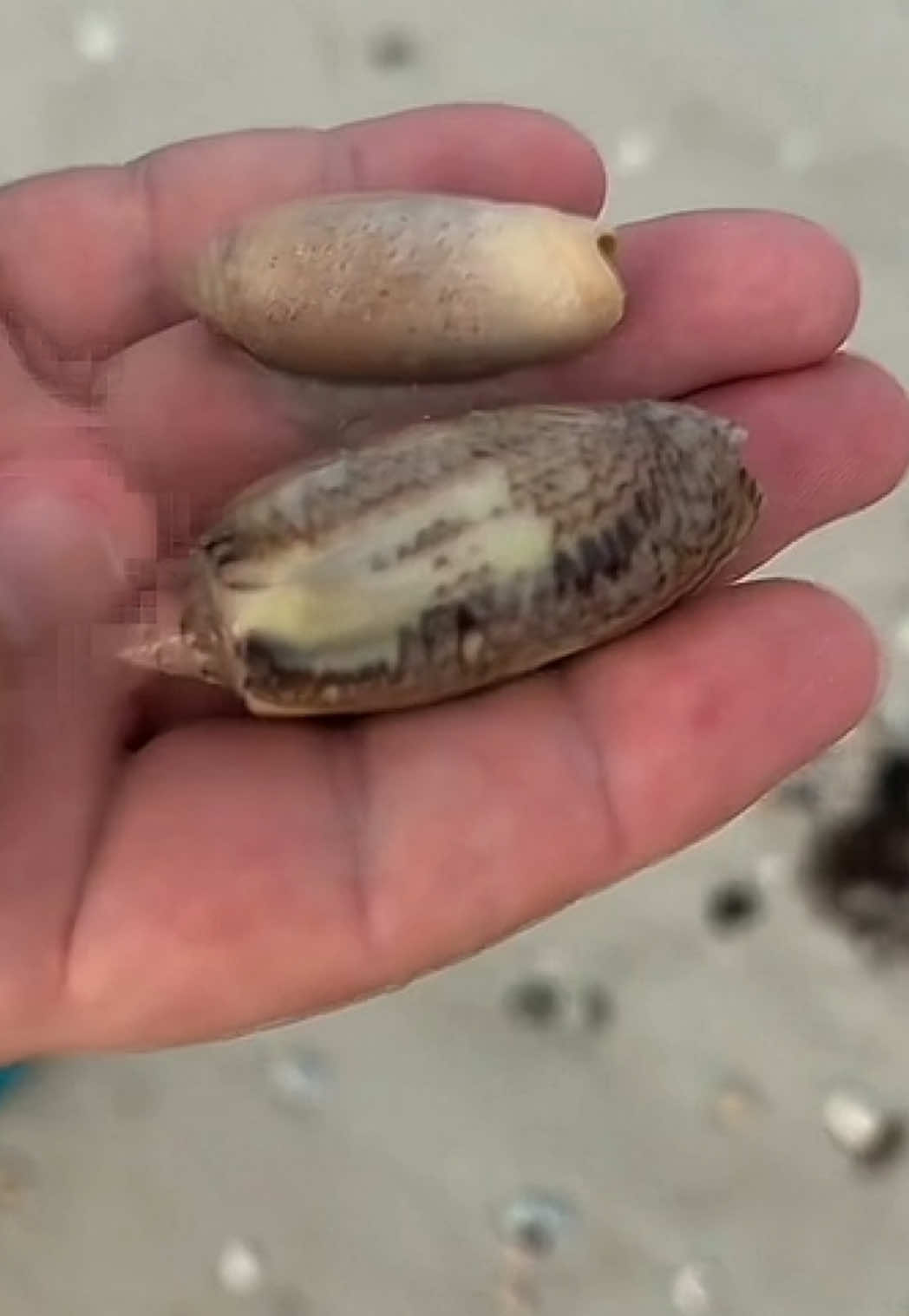 @Southwest Florida Shelling