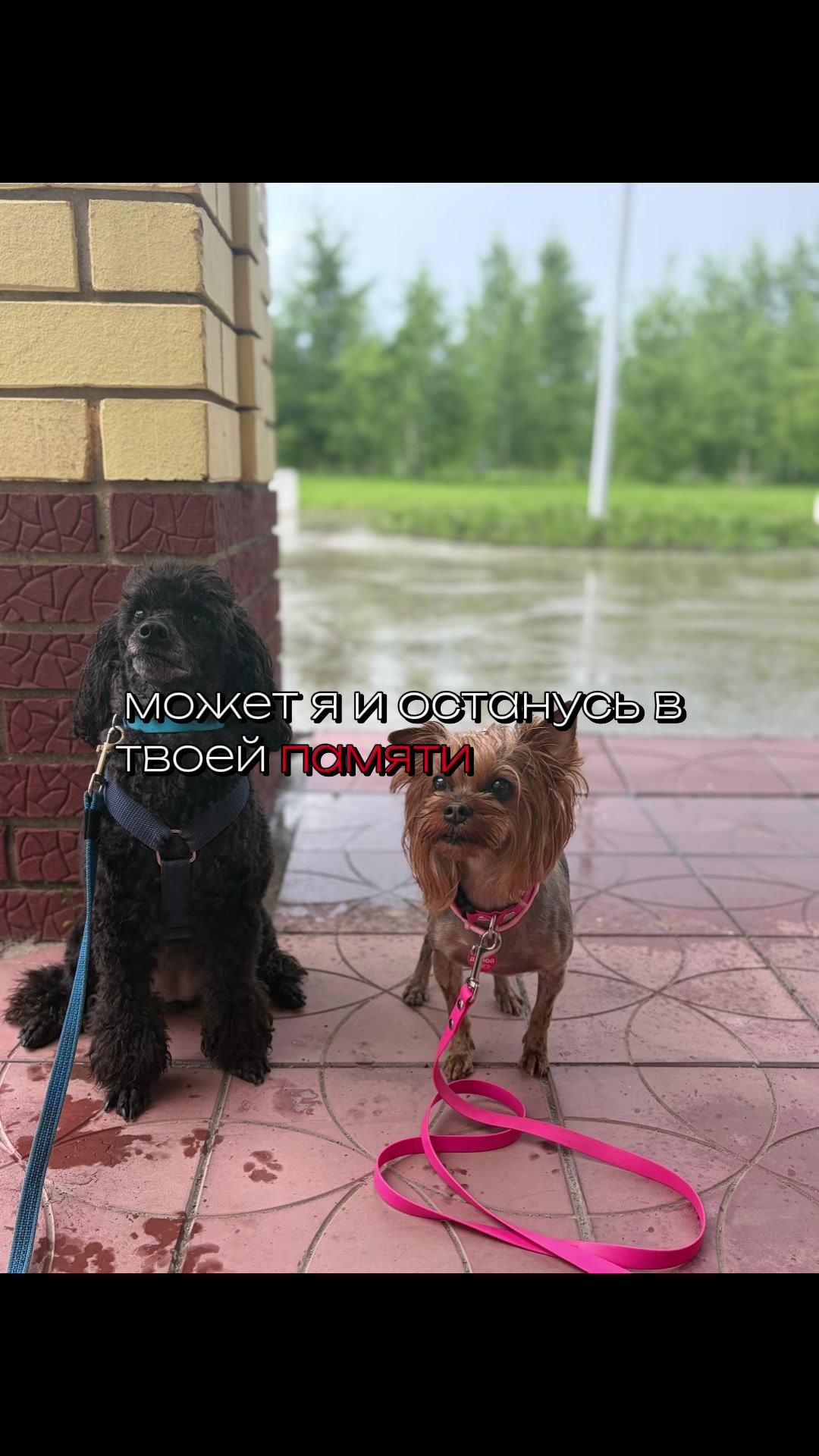 @Собака Евик🐾
