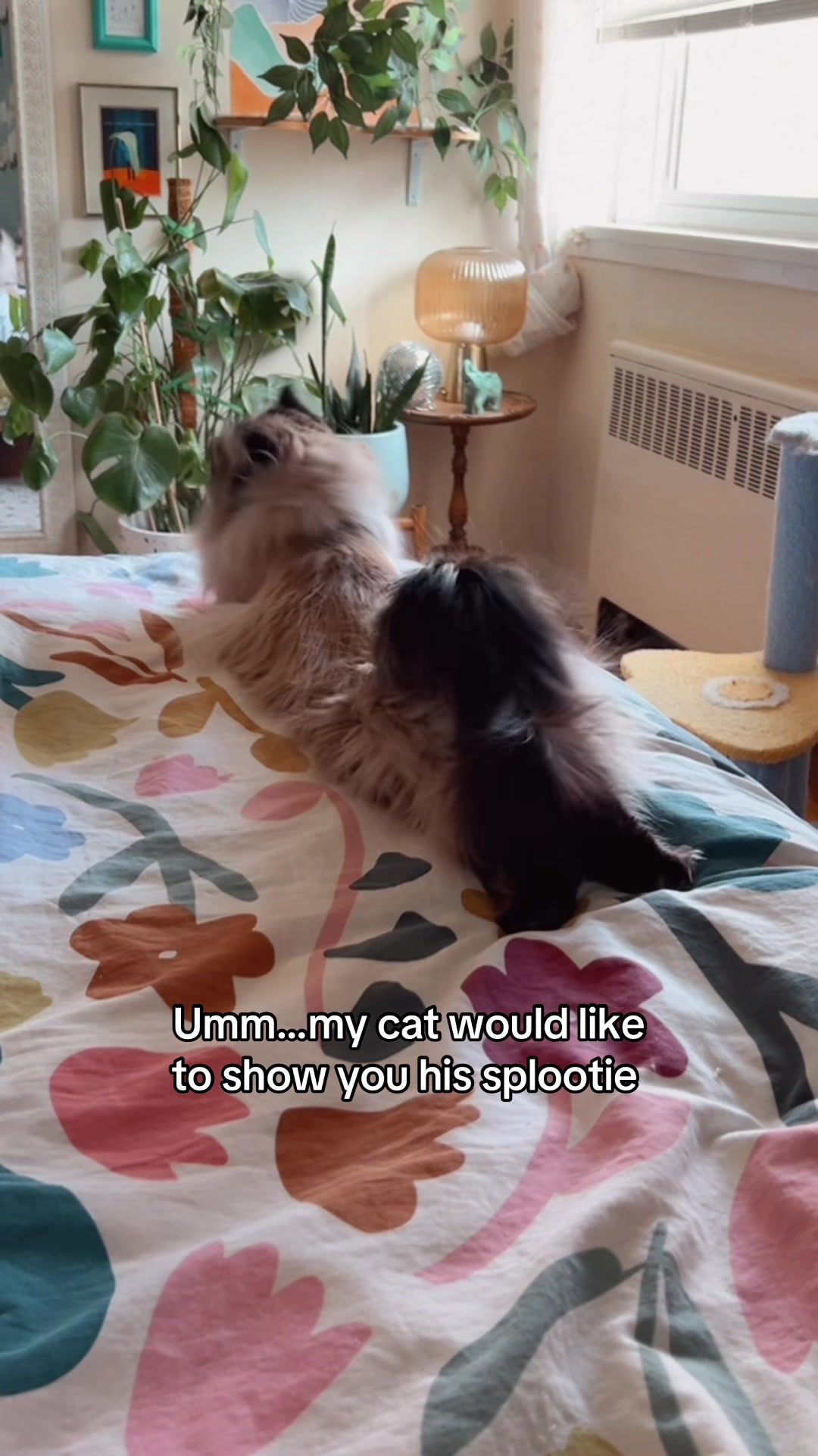 @My Cat Is People 🇨🇦