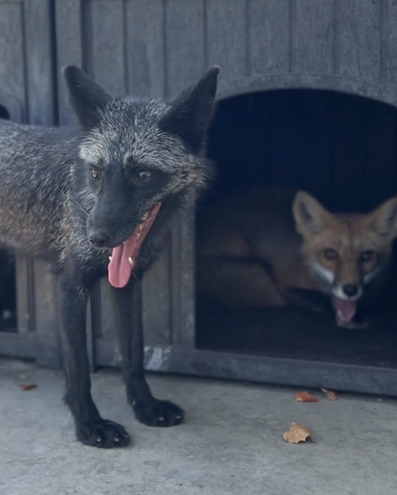 @Clevyr Creatures Fox Sanctuary