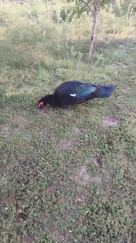 @LaL OrdəK Təsərüfatı balaxani4