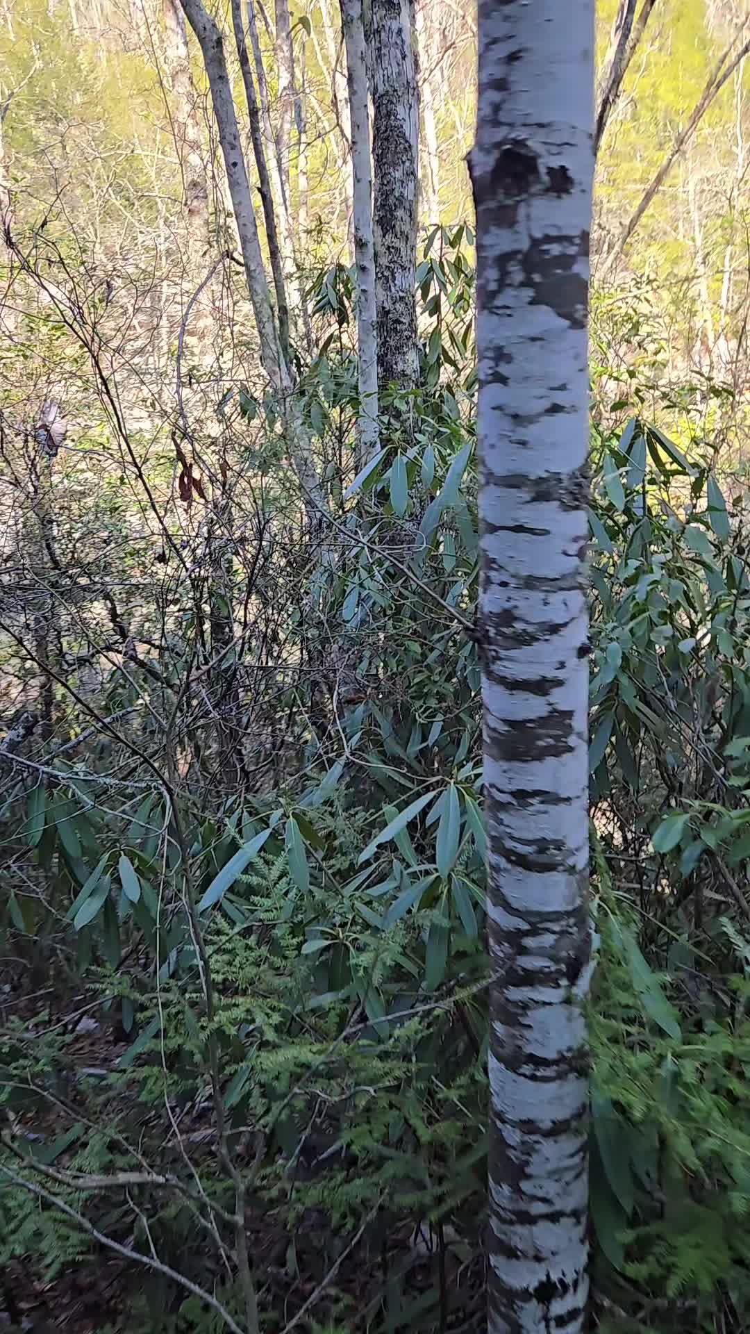 @crosseyedcattle