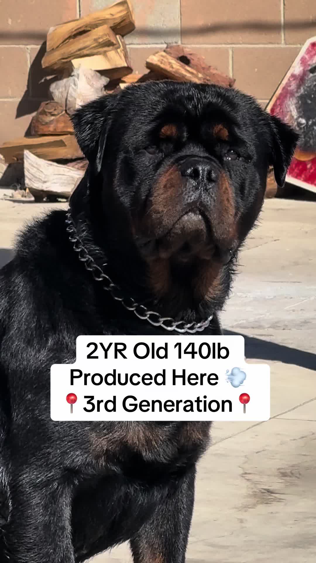 @King Rottweilers Kennel