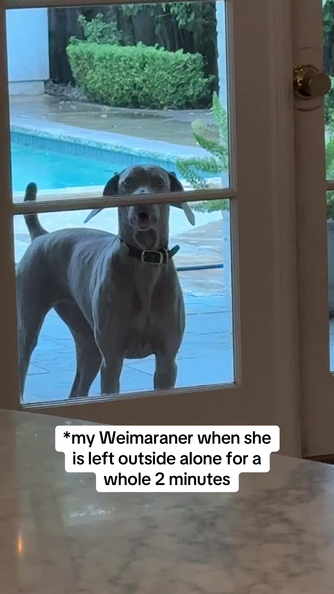 @Zoey the Weim