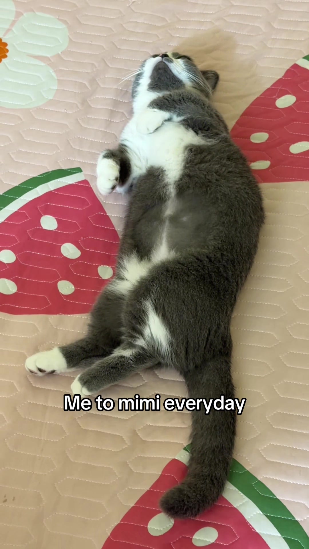 @Jinjin&mimi