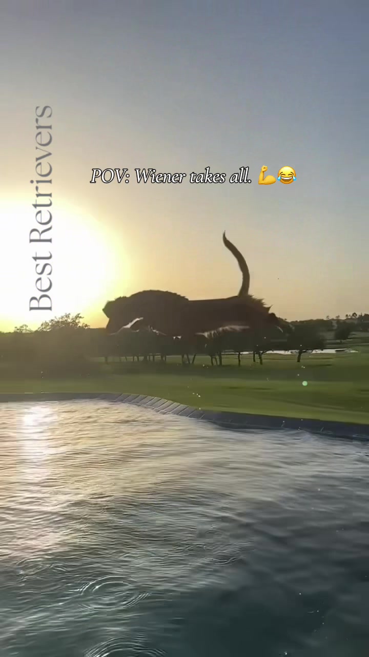 @Best Retrievers