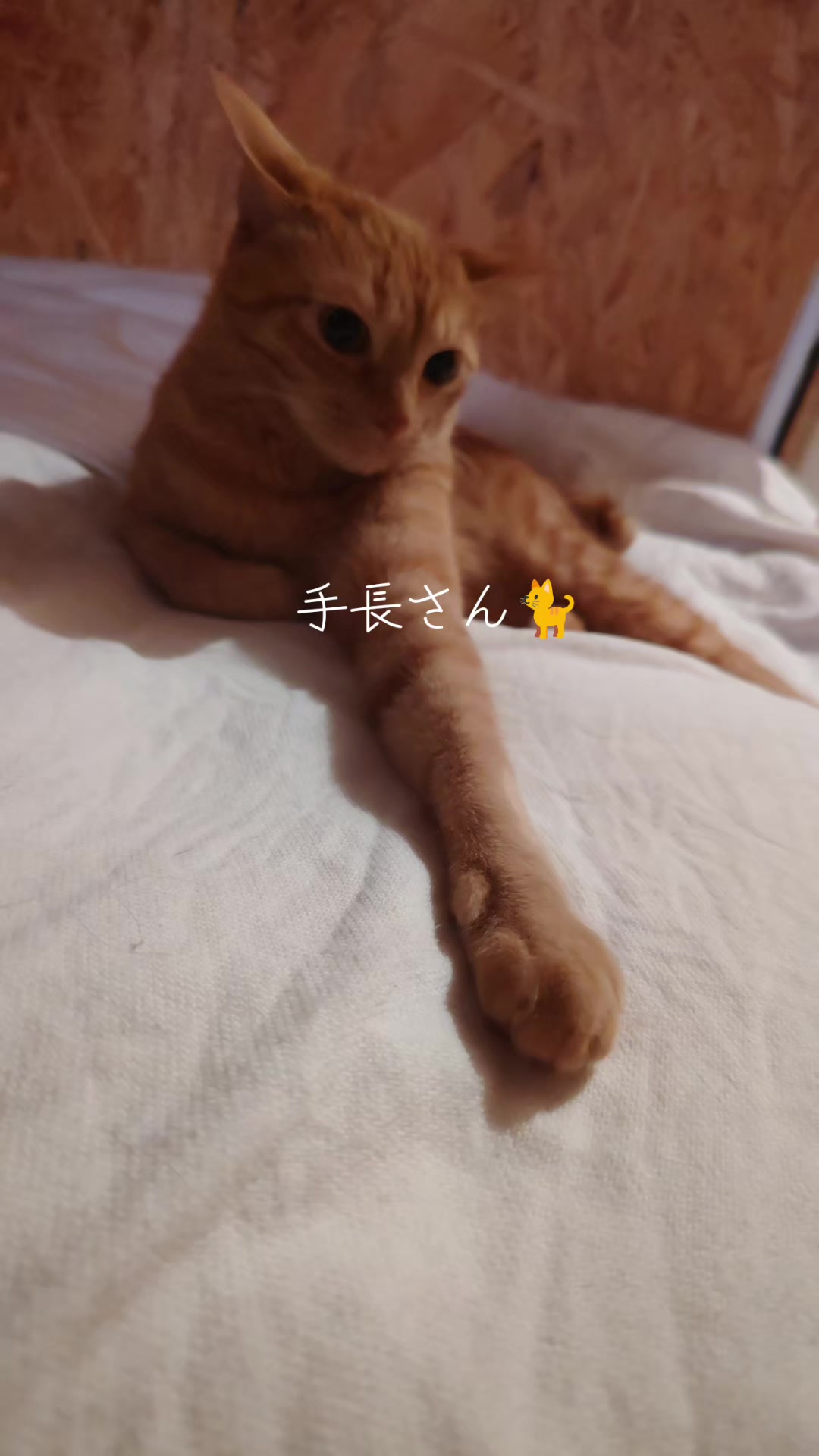 @ðºðžðžðððð¯ðµïœŽïŸïœš