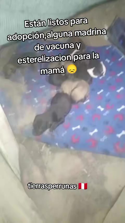 @Asociación T.Perrunas🐕🐈🇵🇪