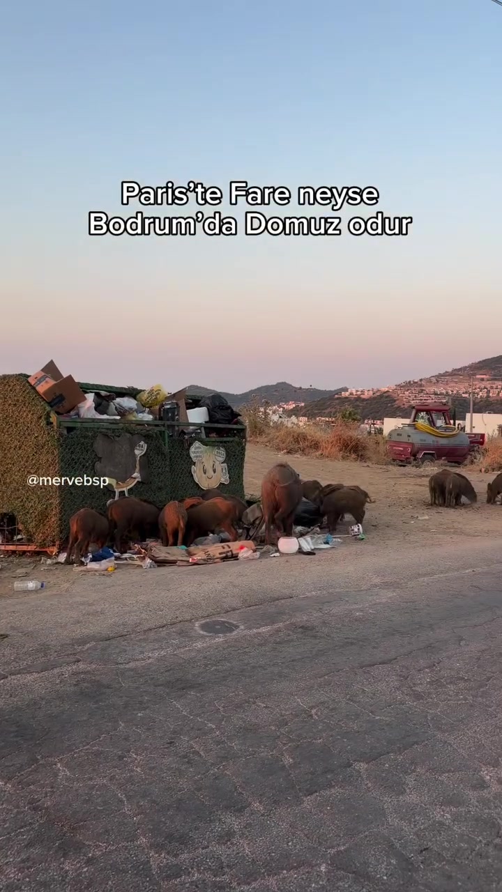 @Muğla Geyik
