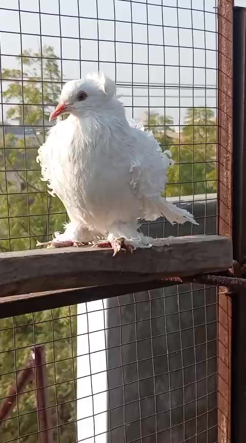 @royal birds
