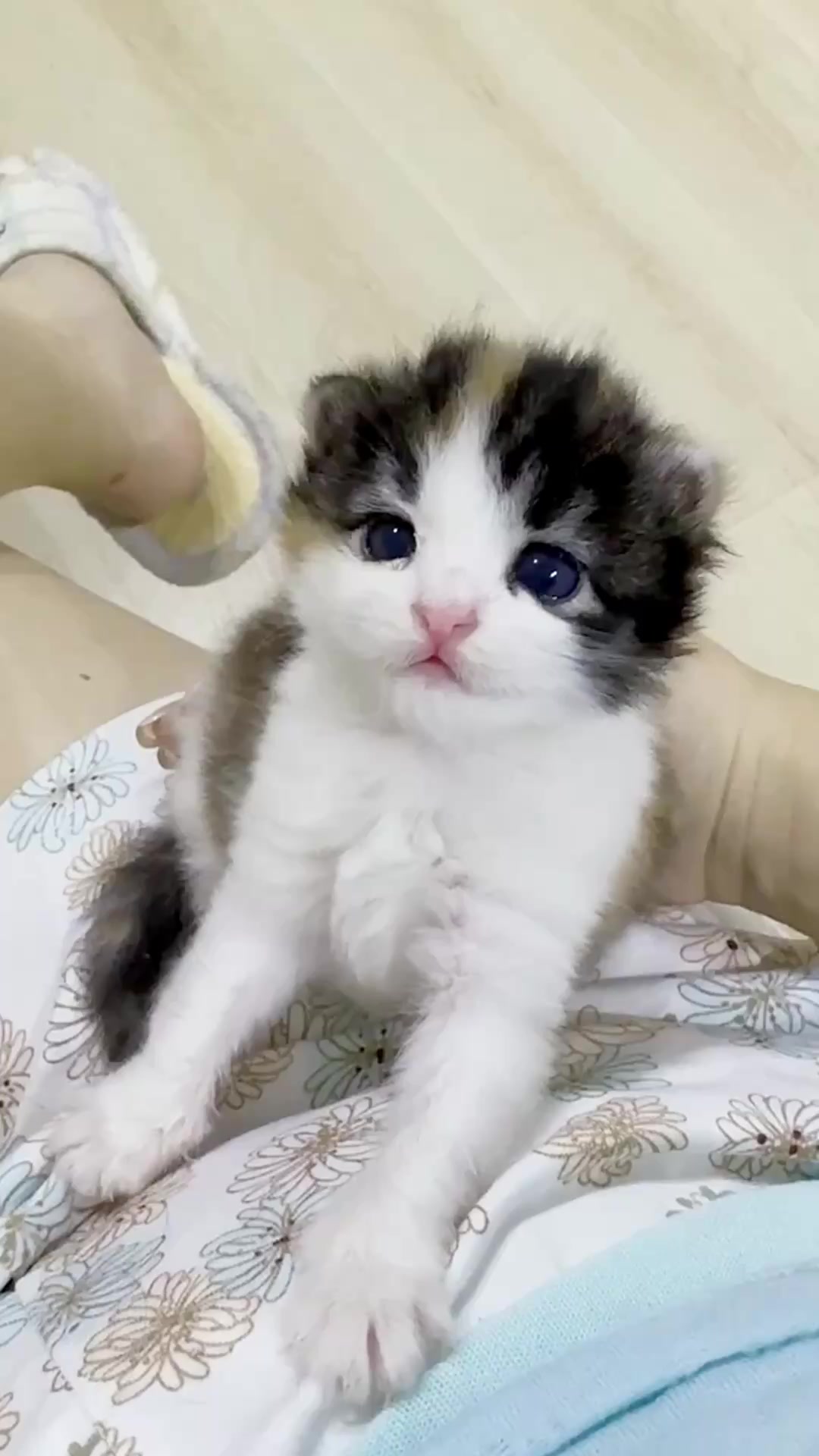 @catbosssss
