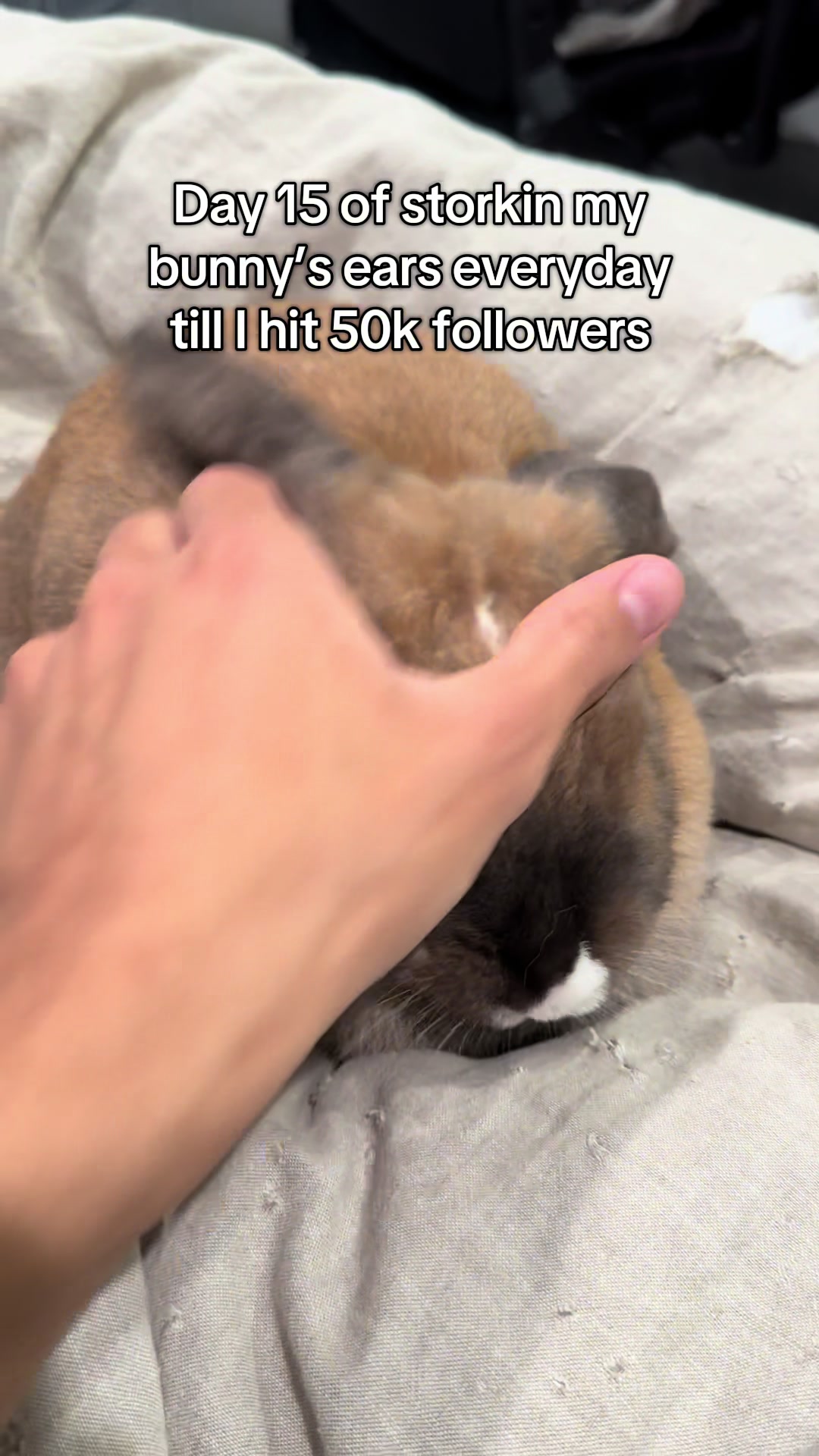 @honeythebunny24