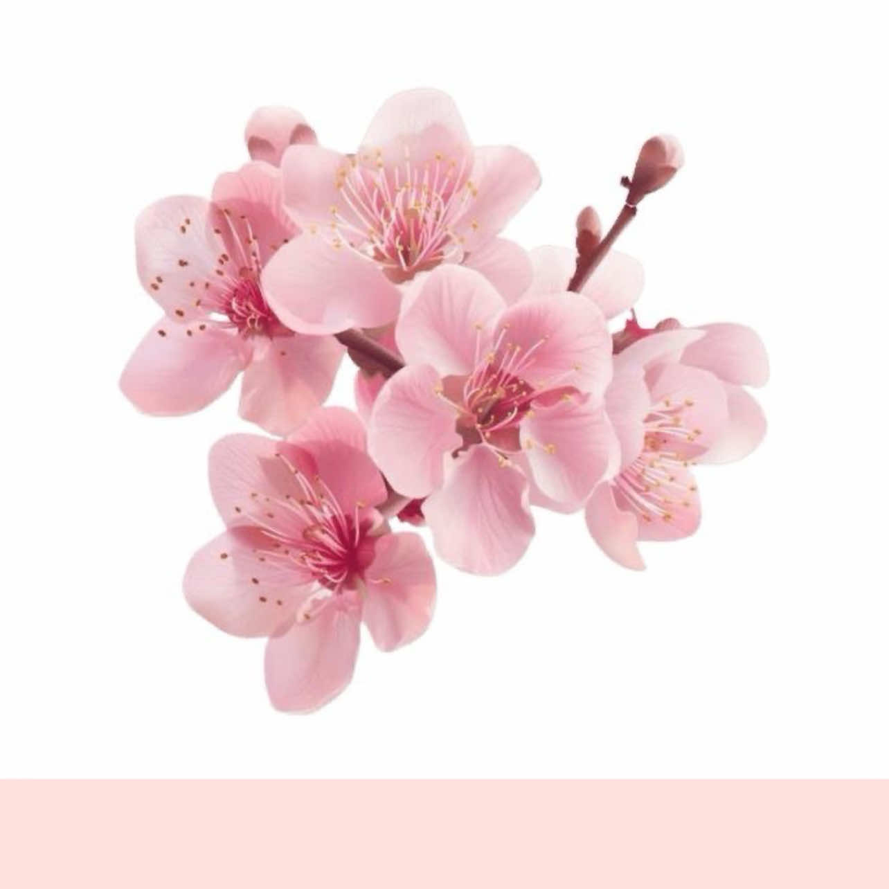@⋆。˚꒰ঌ Bassie🧺🌷