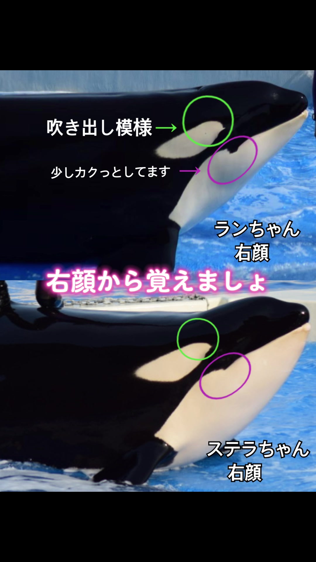 @️🫍シャチが癒し️🌈️️🫧